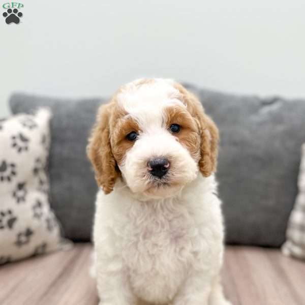 Waldo, Mini Labradoodle Puppy