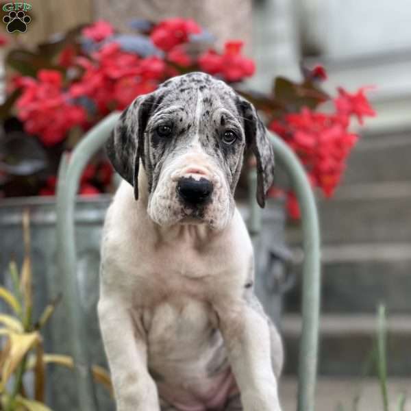 Jillian, Great Dane Puppy