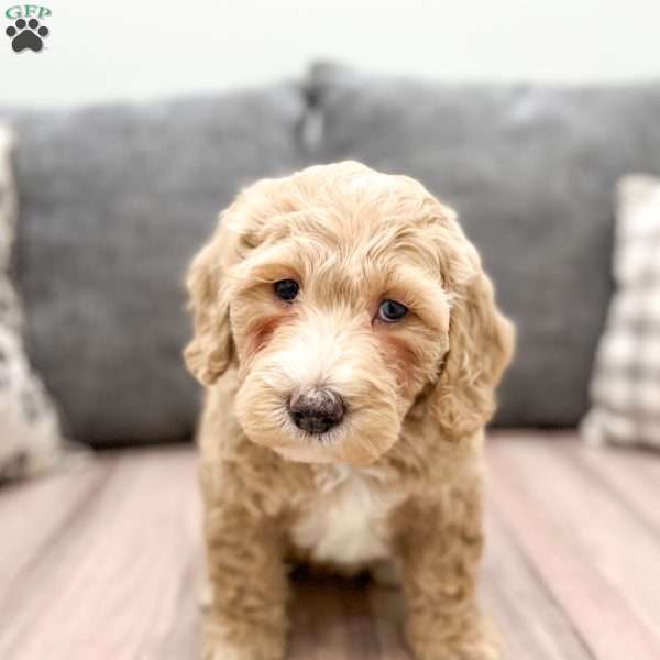 Willa, Mini Labradoodle Puppy