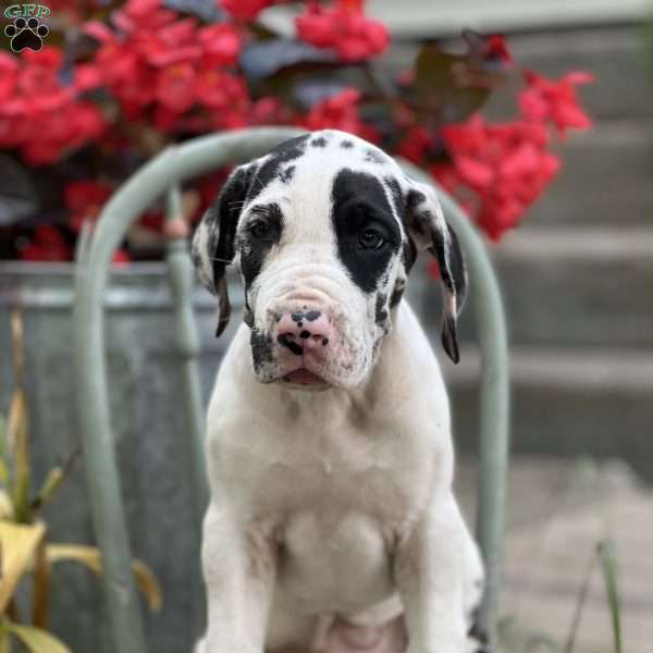 Jaycee, Great Dane Puppy