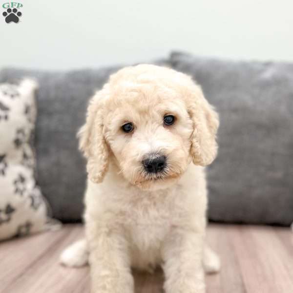 William, Mini Labradoodle Puppy