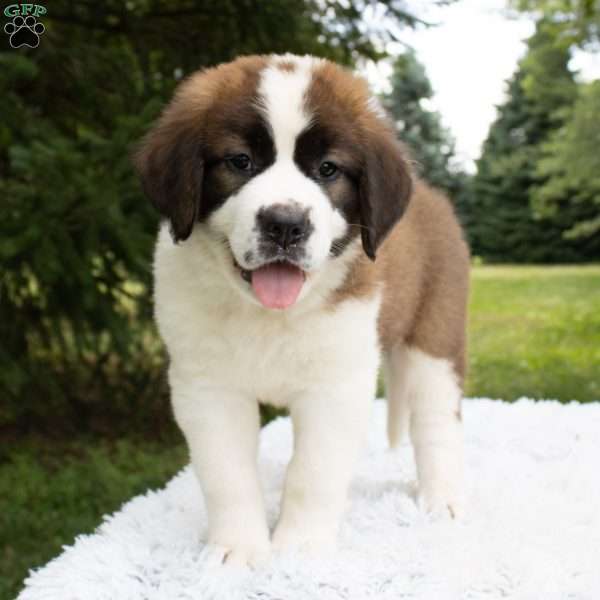 Seattle, Saint Bernard Puppy