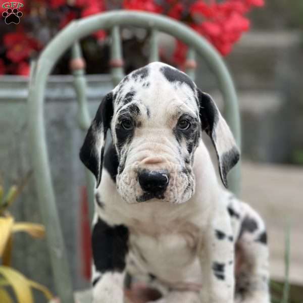 Jovie, Great Dane Puppy