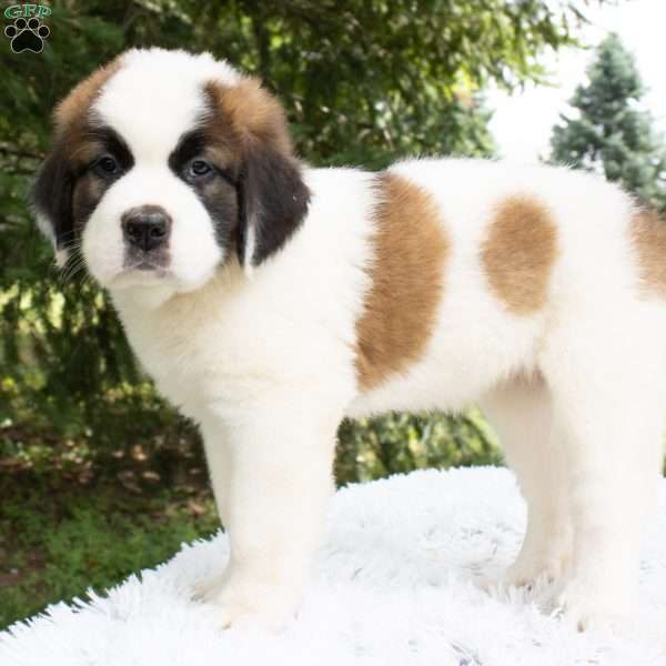 Miami, Saint Bernard Puppy