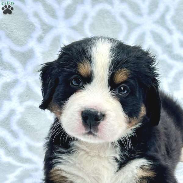 Chewy, Bernese Mountain Dog Puppy