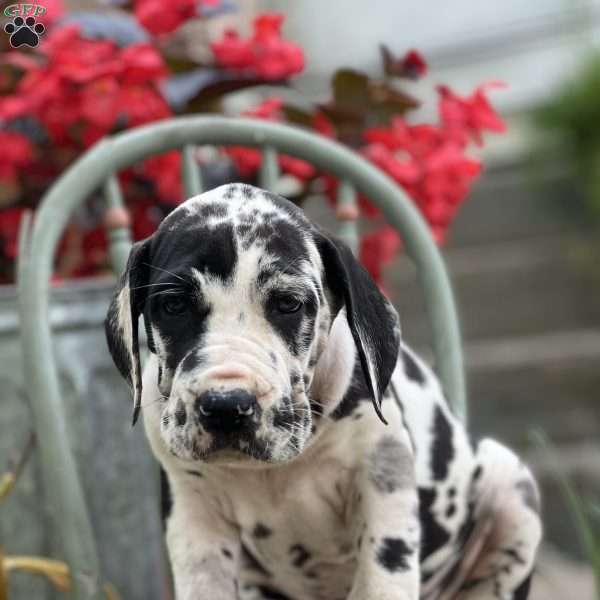 Jayla, Great Dane Puppy