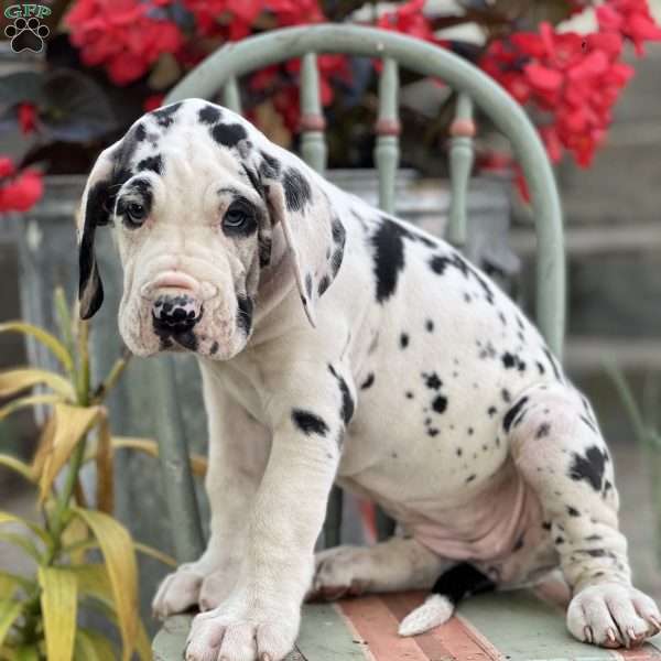 Jojo, Great Dane Puppy