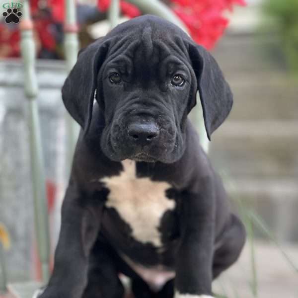 Jude, Great Dane Puppy