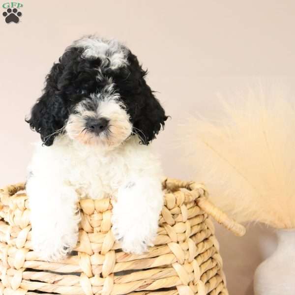 Ace, Mini Sheepadoodle Puppy