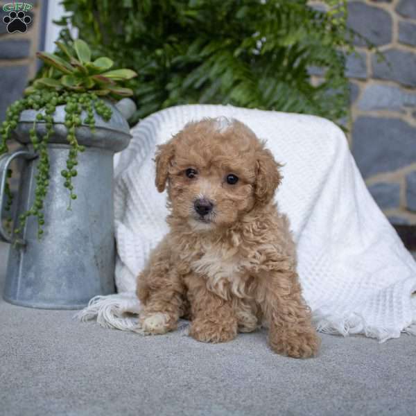 Nala, Miniature Poodle Puppy