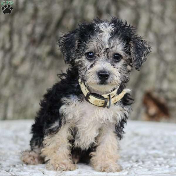 Nathan, Miniature Poodle Mix Puppy