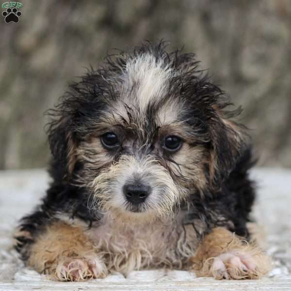 Norman, Miniature Poodle Mix Puppy