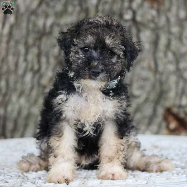 Noah, Miniature Poodle Mix Puppy