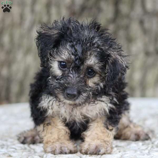 Nancy, Miniature Poodle Mix Puppy