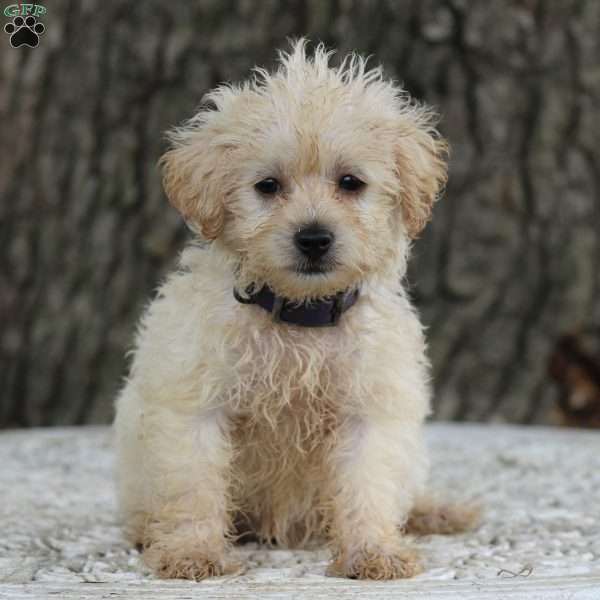 Norma, Miniature Poodle Mix Puppy