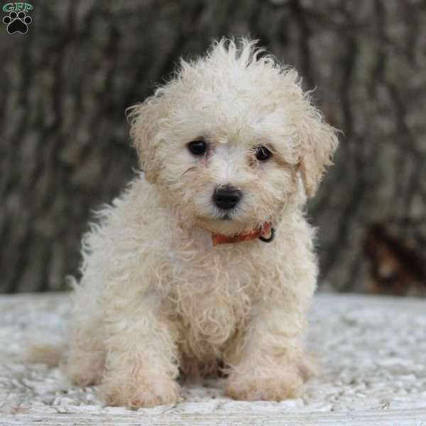 Nevin, Miniature Poodle Mix Puppy