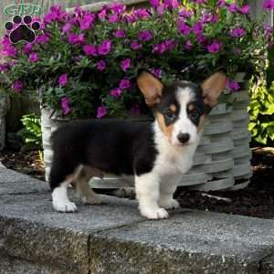 Kairo, Pembroke Welsh Corgi Puppy