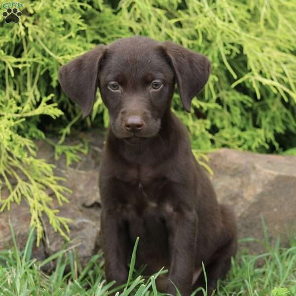 Darcy, Chocolate Labrador Retriever Puppy