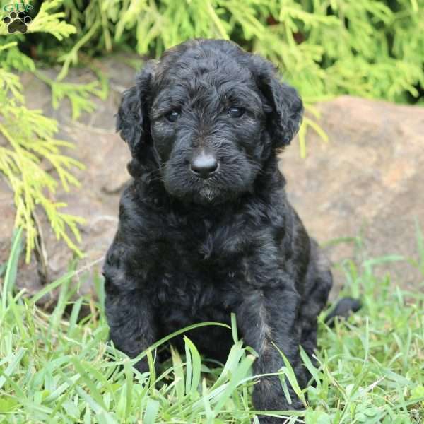 Tinker, Labradoodle Puppy