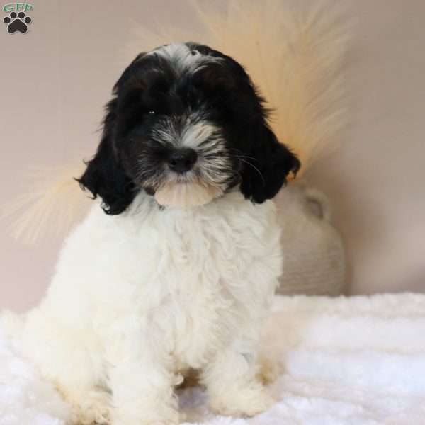 Jade, Mini Sheepadoodle Puppy