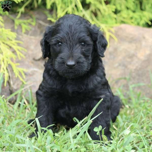 Timmy, Labradoodle Puppy