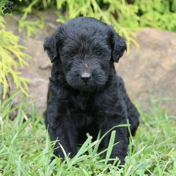 Twilight, Labradoodle Puppy