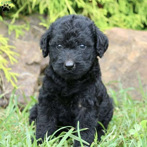 Trixie - Labradoodle Puppy For Sale in Virginia