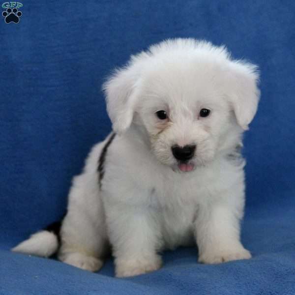 Samson, Miniature Poodle Mix Puppy