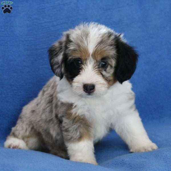 Sophia, Miniature Poodle Mix Puppy