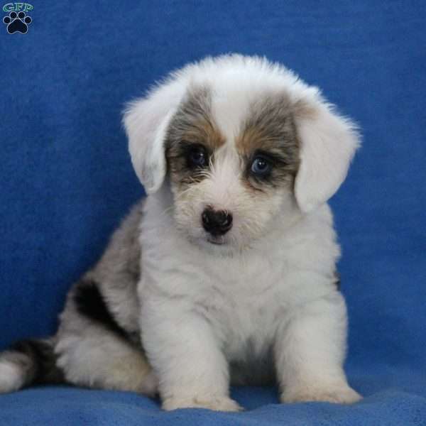 Sonny, Miniature Poodle Mix Puppy