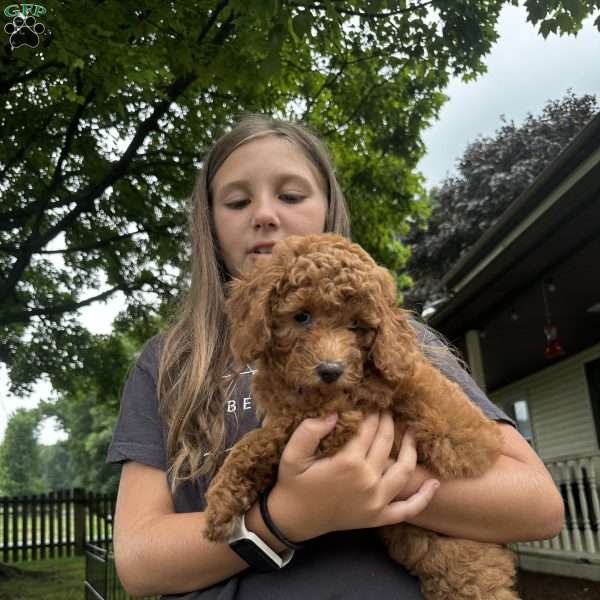 Mocha, Cavapoo Puppy