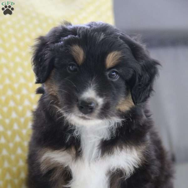 Mason, Miniature Australian Shepherd Puppy