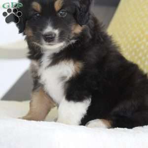 Mason, Miniature Australian Shepherd Puppy