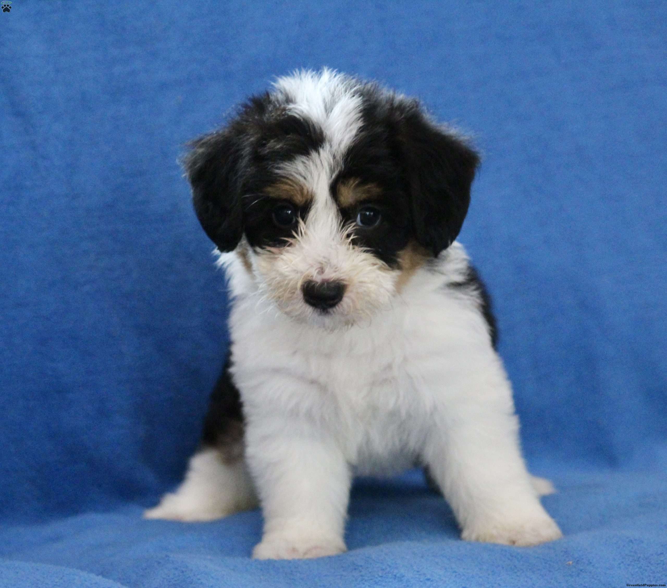 Sheila - Miniature Poodle Mix Puppy For Sale In Virginia