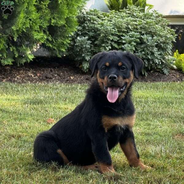 Bella, Rottweiler Puppy