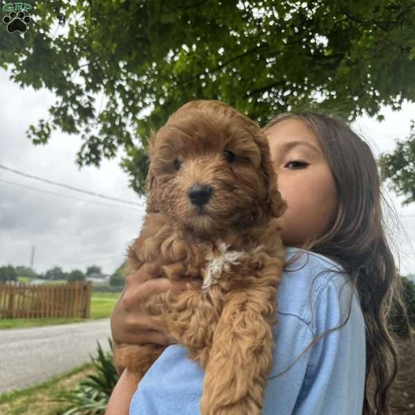 Meeko, Cavapoo Puppy