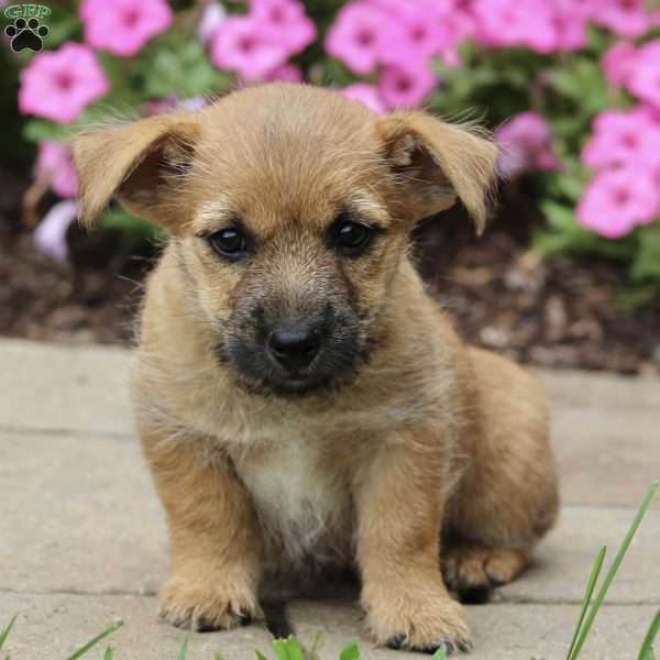 Ollie, Cairn Terrier Puppy