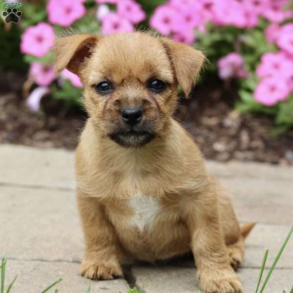 Opal, Cairn Terrier Puppy