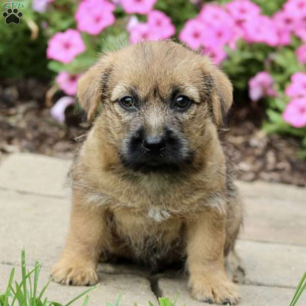 Oscar, Cairn Terrier Puppy