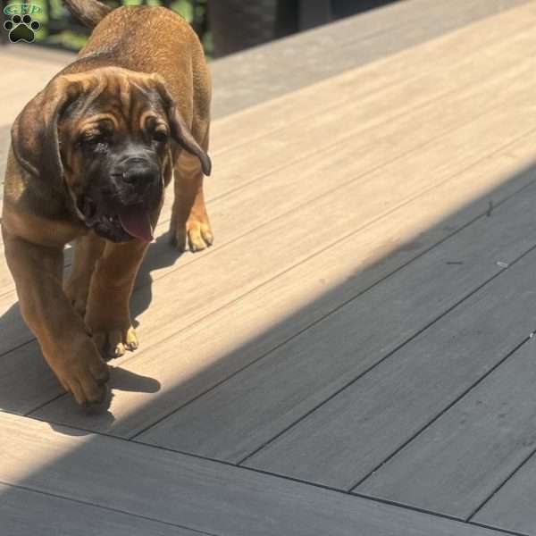 Zeek, Cane Corso Puppy