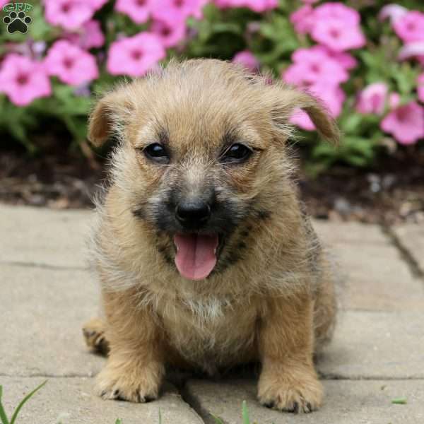 Olivia, Cairn Terrier Puppy