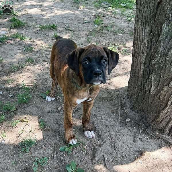 Maria, Boxer Puppy