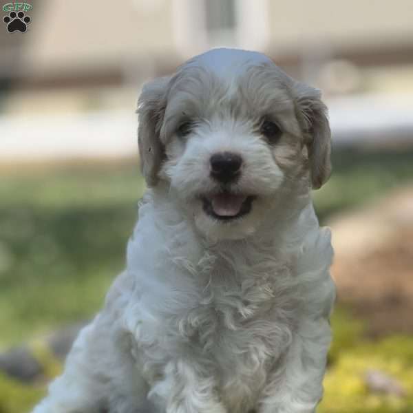 Hannah, Cavapoo Puppy