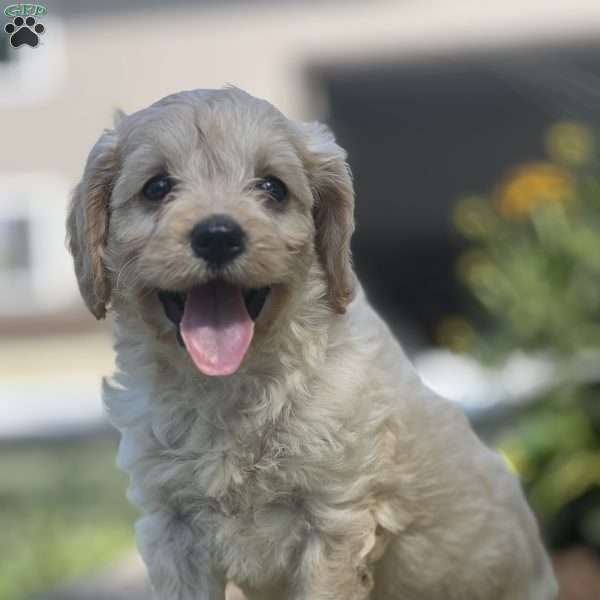 Honey, Cavapoo Puppy