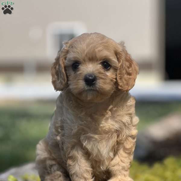 Happy, Cavapoo Puppy