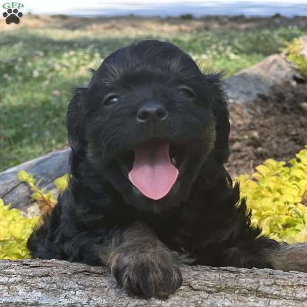 Harry, Cavapoo Puppy