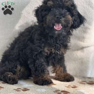 Skylar, Miniature Poodle Puppy