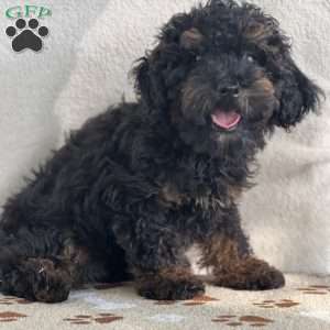 Skylar, Miniature Poodle Puppy