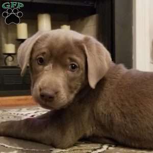 Tilly, Silver Labrador Retriever Puppy