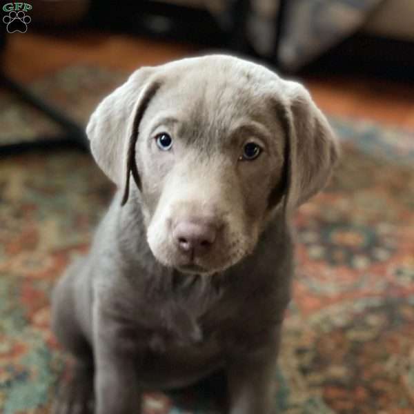 Tilly, Silver Labrador Retriever Puppy